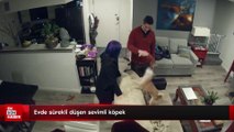 Evde sürekli düşen sevimli köpek kamerada