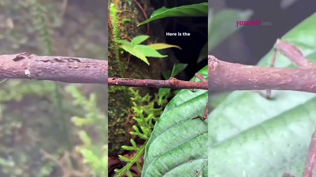 Görenleri hayrete düşüren çubuk böceği! Bir dal değil bir böcek