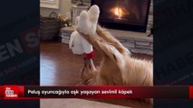 Peluş oyuncağıyla aşk yaşayan sevimli köpek