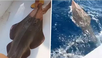 Koruma altındaki 'insan yüzlü' balık, ağlara takıldıktan sonra denize geri bırakıldı