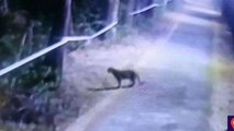 इंदौर: शहरी क्षेत्र में लगे CCTV कैमरे में कैद हुआ तेंदुआ, वन विभाग में रेस्क्यू की तैयारी