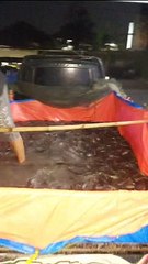 Beginilah proses muat bongkar ikan lele konsumsi