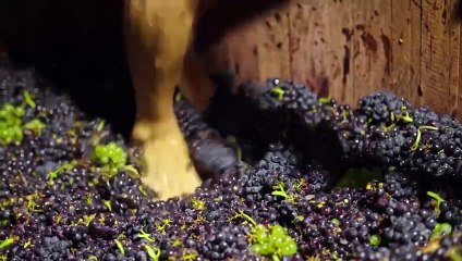 Panorama : histoires du vin naturel (2022) - Bande annonce