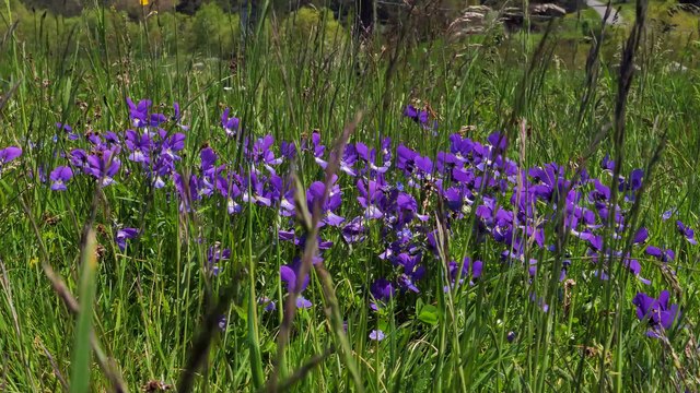 Les Hautes Chaumes, un monde à part