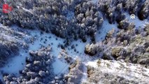 Karla kaplanan sarıçam ormanları havadan görüntülendi