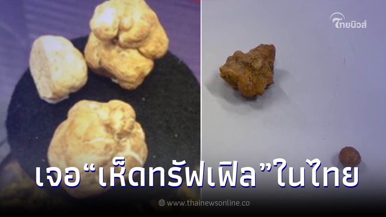 มช.ค้นพบ "เห็ดทรัฟเฟิล" ที่แรกในไทย โดยนักวิจัยจากมหาวิทยาลัยเชียงใหม่