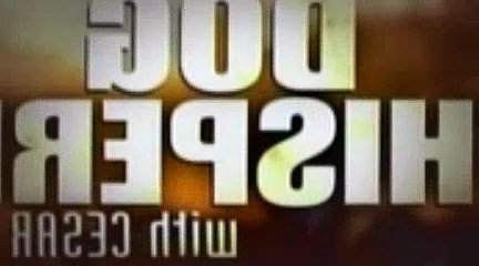 The Dog Whisperer Season 4 Episode 15 Owen, Jerry, And Rocky