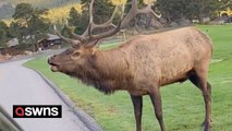 Moment huge elk charges at vehicle terrifying passengers