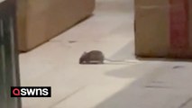 Rats spotted roaming freely in New York restaurant