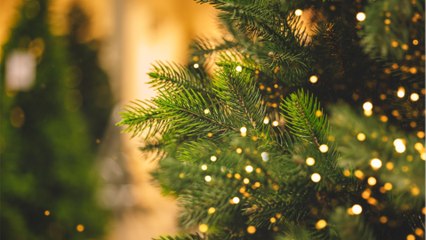 Christmas: The right time to buy your tree revealed by experts