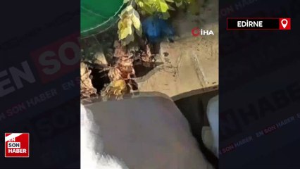 Edirne'de kulakları ve kuyruğu kesilerek çuvala konulan yavru köpek