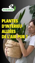 Plantes d'intérieur : Alliées de l'air pur ?
