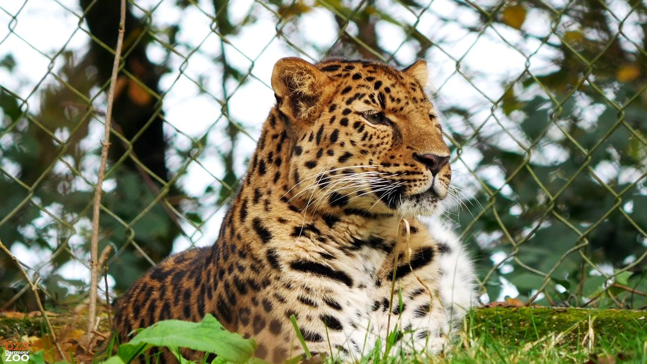 Freddo the Amur Leopard at Dartmoor Zoo