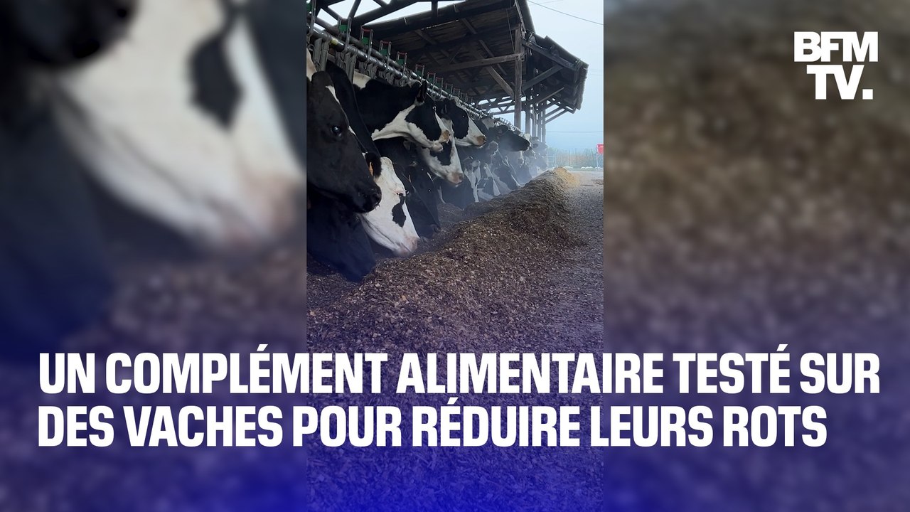 Un complément alimentaire testé sur des vaches...