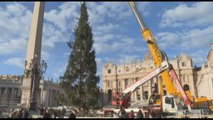 Ecco l'albero di Natale a Piazza San Pietro, viene dal Piemonte