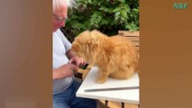Funniest Cats Videos, The Siliest, Cutest And Funniest Cats 65