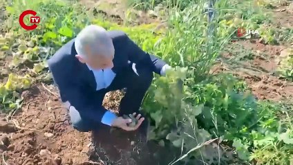 Şanlıurfa’da ilk kez ekildi! Çiftçinin yüzünü güldürdü