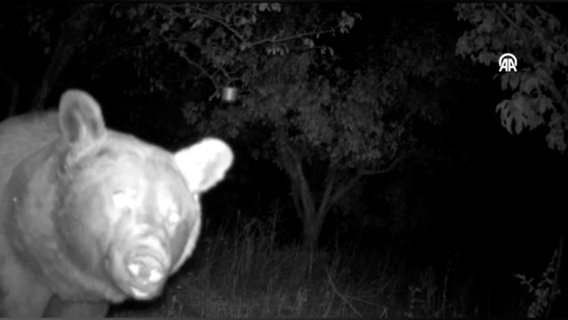 İki domuzun kavgası ve meraklı ayı fotokapanla görüntülendi