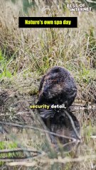 Beaver Bliss: A Soothing Bath Time Extravaganza! || Best of Internet