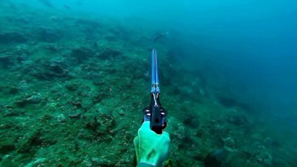 Monster mackerel stories