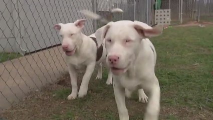 Abandoned dogs get second chance at life after being dumped at construction site