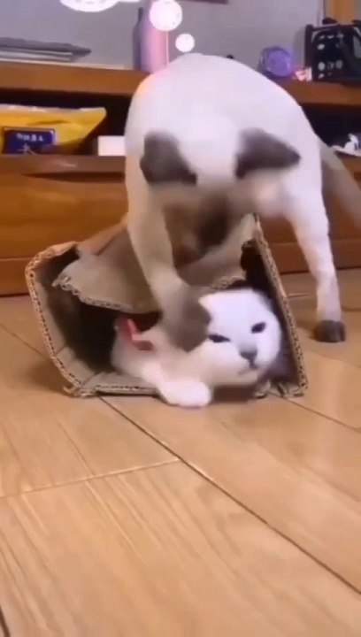 Cat Cute Funny Video