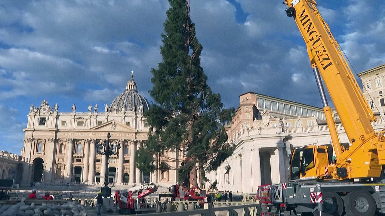 Weihnachtsbaum vor dem petersdom aufgestellt