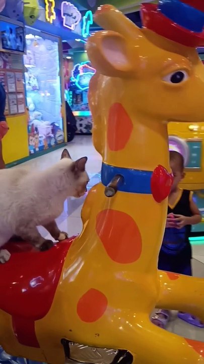 Cat Goes For A Ride