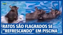 Ratos são flagrados se 