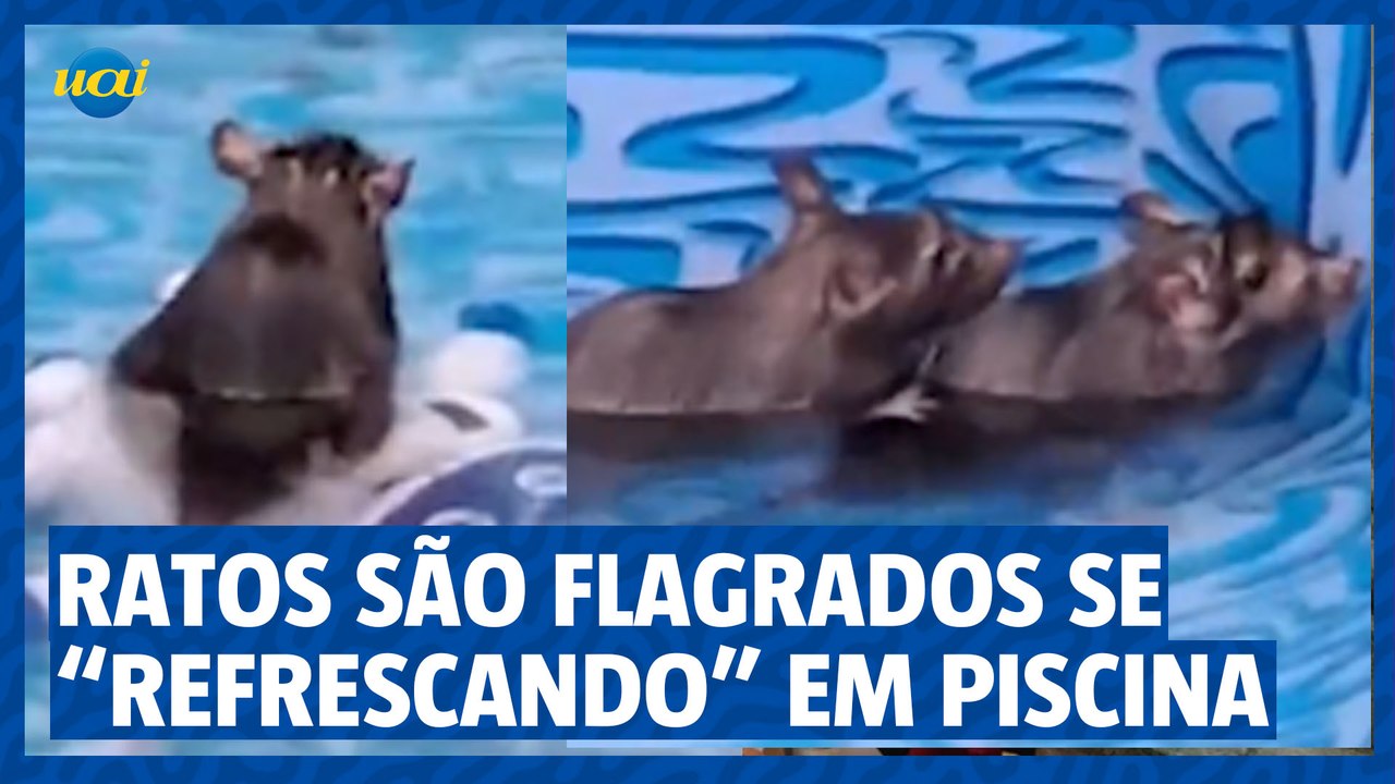 Ratos são flagrados se "refrescando" em piscina