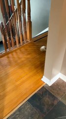 Naughty Cat Breaks Into Bag of Kibble