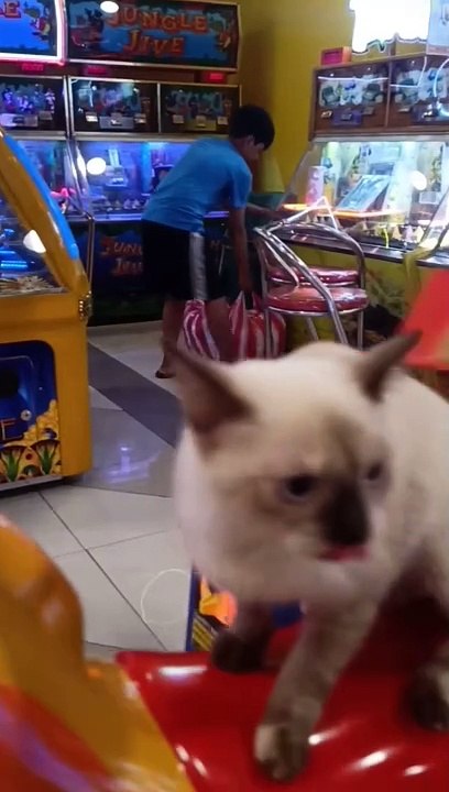 Cat Goes For A Ride