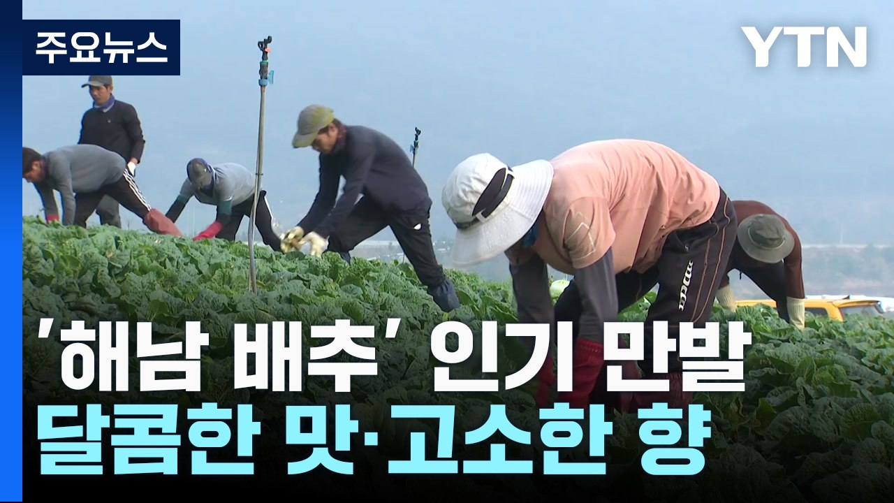 달콤한 맛·고소한 향 '해남 배추'...절임 배추도 주문 쇄도 / YTN