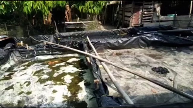 Black pool untuk budidaya ikan lele, ternyata budidaya lele di kresek itu nyata