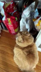 Naughty Cat Breaks Into Bag of Kibble