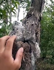 Il fait un calin à un bébé oiseau mais n'a pas vu que maman était juste à côté