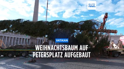27 Meter hoch: Riesiger Weihnachtsbaum auf dem Petersplatz aufgebaut
