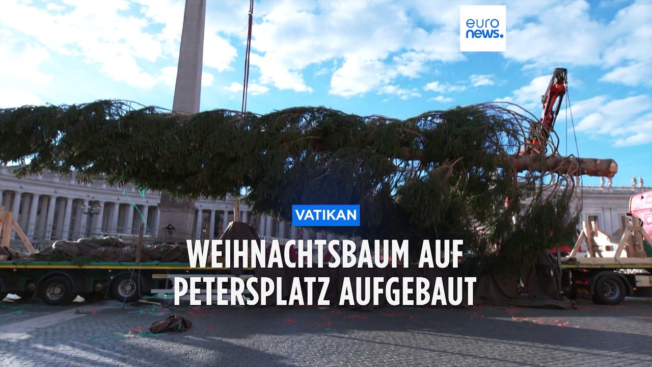 27 Meter hoch: Riesiger Weihnachtsbaum auf dem Petersplatz aufgebaut