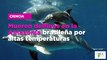Mue­ren del­fi­nes en la Ama­zo­nía bra­si­le­ña por al­tas tem­pe­ra­tu­ras