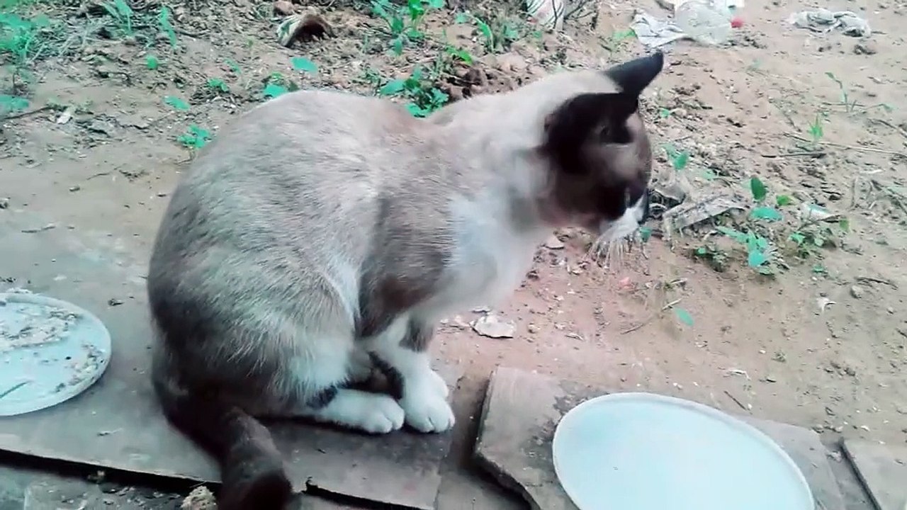 My beautiful, wonderful cat