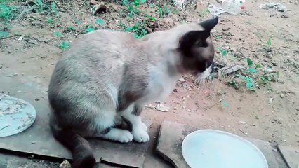 My beautiful, wonderful cat