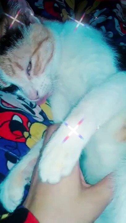 my cat eva