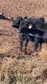 Cows Stuck In Get Along Ladder