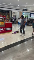 Pug Doesn't Want To Walk Today