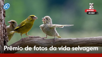 As melhores fotos do 'Prêmio de Fotografia de Comédia da Vida Selvagem'