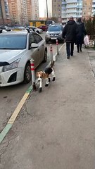 Dog Looks Silly Walking in Shoes