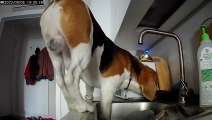 Snooping Dog Falls Off Kitchen Counter
