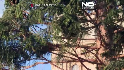 شاهد: تنصيب شجرة عملاقة في ساحة الفاتيكان تحضيرا لأعياد الكريسماس
