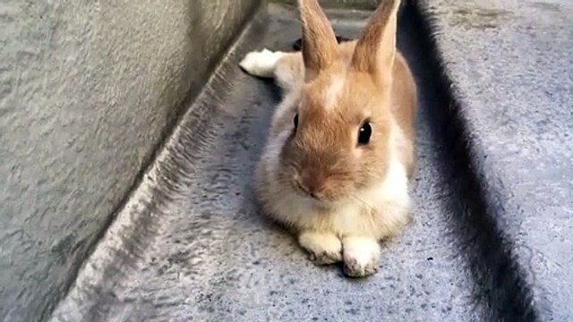 Violet Gems - To Stuff Or Not To Stuff