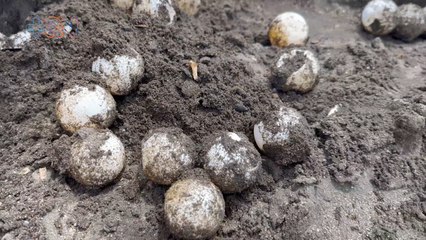 mqn- En Ostional el aprovechamiento de huevos de tortuga es necesario para la subsistencia de todos.-231123